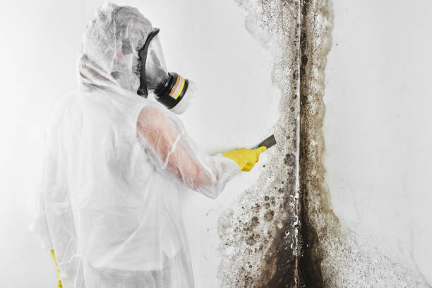 Best Mold Remediation Services  in Hemphill, TX