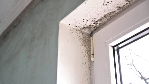 Best Mold Removal Specialists  in Hemphill, TX