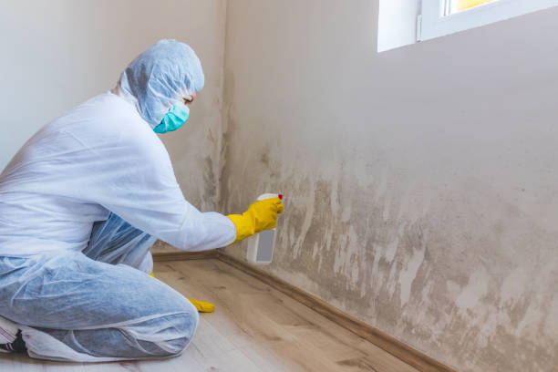 Best Professional Mold Removal  in Hemphill, TX