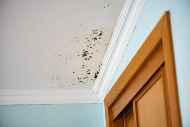 Best Affordable Mold Removal  in Hemphill, TX