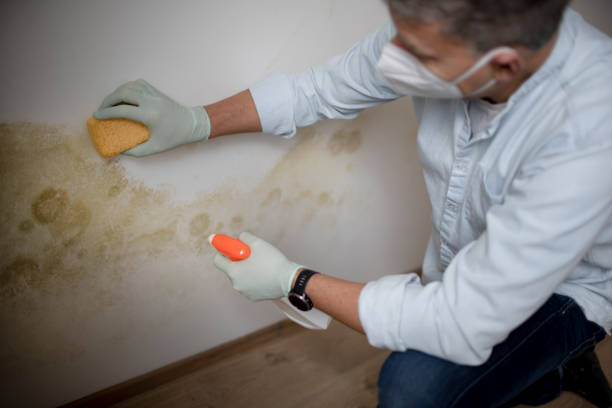 Best Same-Day Mold Removal  in Hemphill, TX