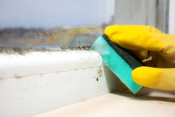 Best Same-Day Mold Removal  in Hemphill, TX