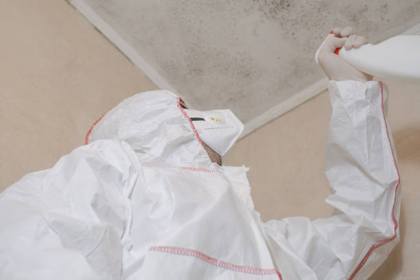 Best Office Mold Removal Services  in Hemphill, TX