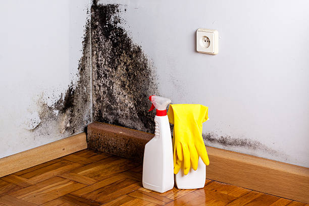 Best Local Mold Removal Service  in Hemphill, TX