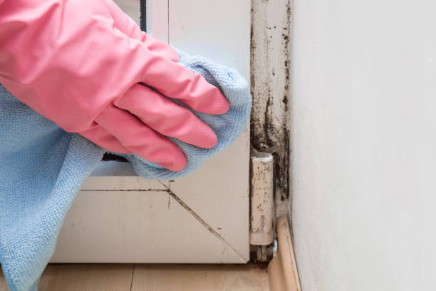 Best Mold Remediation  in Hemphill, TX