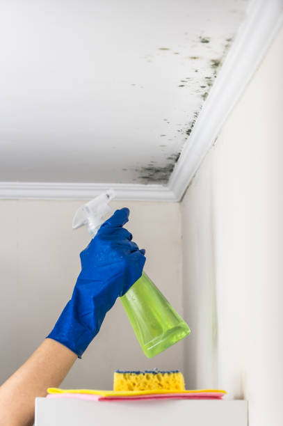 Reliable Hemphill, TX Mold Removal Solutions