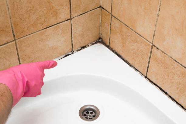 Reliable Hemphill, TX Mold Removal Solutions